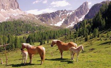 Haflinger in Südtirol - Dolomiten © InavanHateren-shutterstock.com/2013