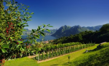 Olivenernte am Gardasee